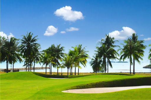 Tour du lịch golf Nha Trang - Hàng cọ xanh mát tại sân golf Diamond Bay Golf Club Nha Trang